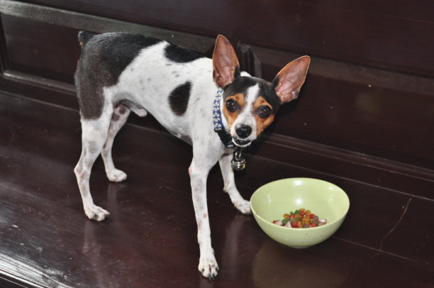 矮品勒罗伊图片下载