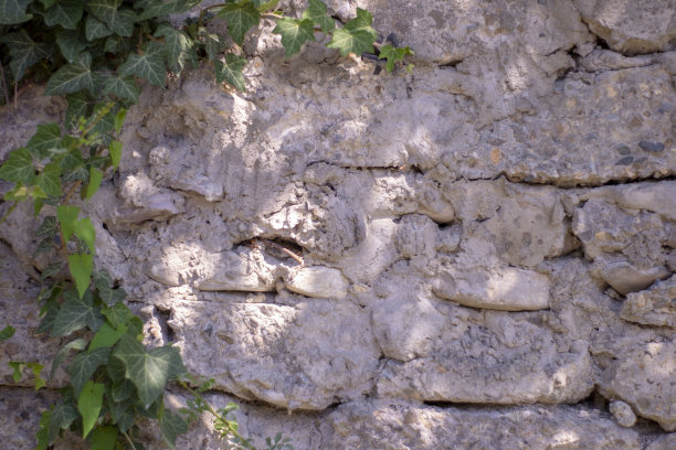 简单的照片背景图案灰色砖墙与绿色常春藤和玫瑰图片下载