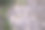 简单的照片背景图案灰色砖墙与绿色常春藤和玫瑰图片下载