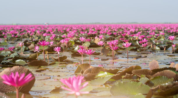 泰国乌东他尼红莲花海美丽的荷花田图片图片下载