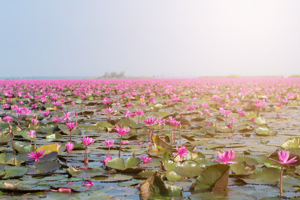 泰国乌东他尼红莲花海美丽的荷花田图片图片下载