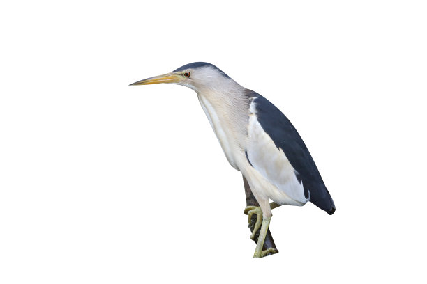 小鸦,Ixobrychus minutus图片下载