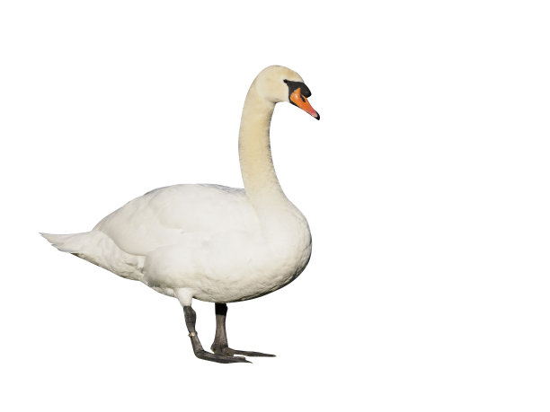 疣鼻天鹅，天鹅色图片下载