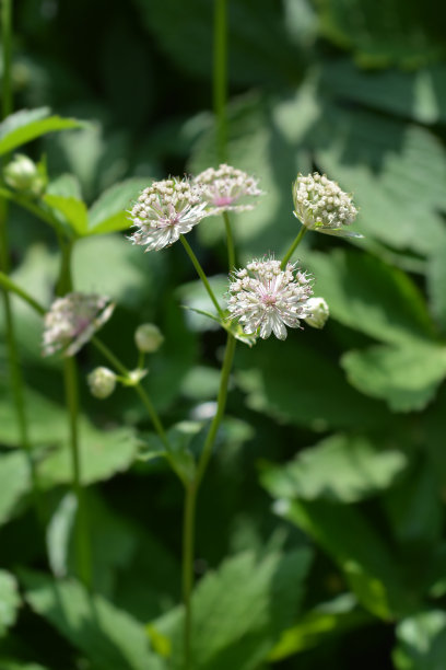 卡尼奇大师图片下载