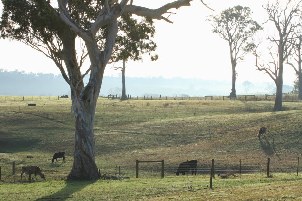 澳大利亚起伏的农业景观。图片下载