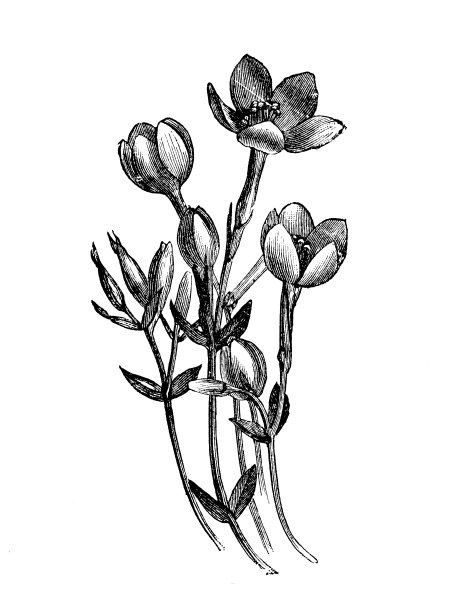 植物学植物仿古雕刻插图:红半人马座、世纪图片下载