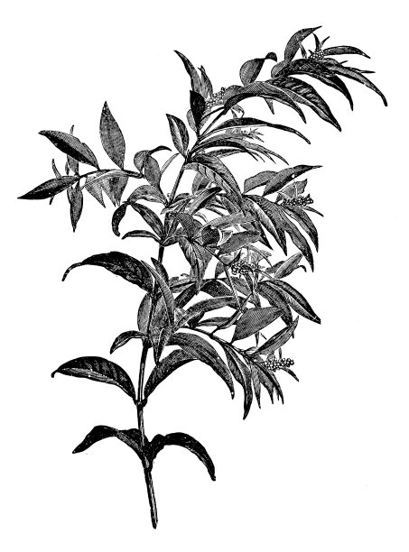 植物学植物仿古雕刻插图图片下载