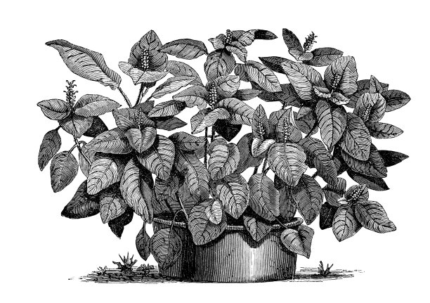 植物学植物仿古雕刻插图:巨型花图片下载