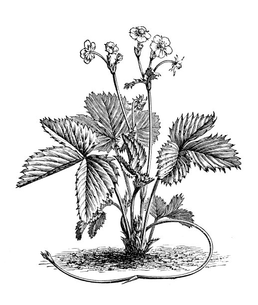 植物学植物仿古雕刻插图:草莓、野草莓、林地草莓、高山草莓、喀尔巴阡草莓图片下载