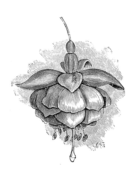 植物学植物古董版画插图:紫霞小姐露西芬尼丝图片下载