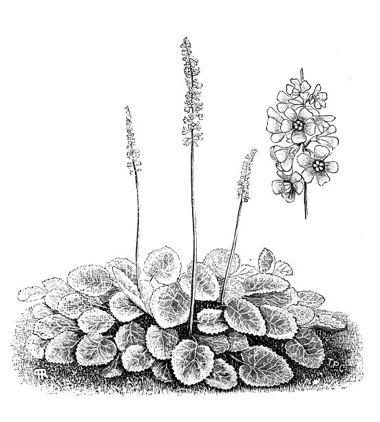 植物学植物仿古雕刻插图:速叶草、甲虫草、权杖花图片下载