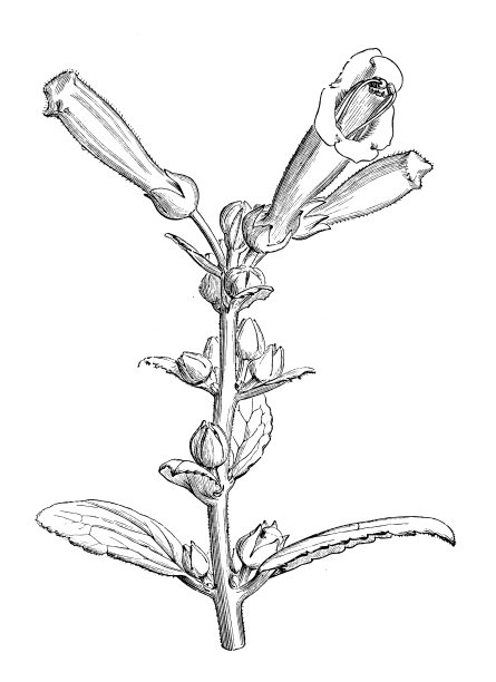 植物学植物仿古雕刻插图:黄苦苣苔、椭圆榆图片下载