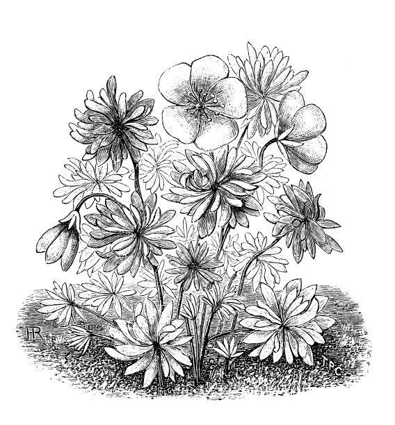 植物学植物仿古雕刻插图:天竺葵银鹤图片下载