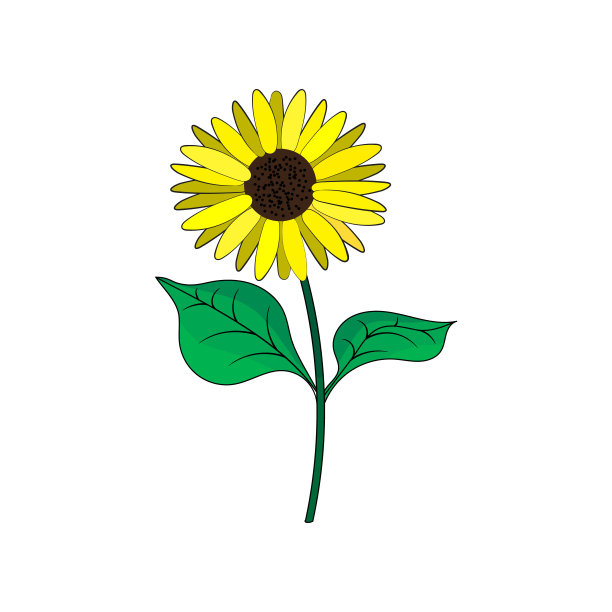 向日葵，绿叶扁平图片下载