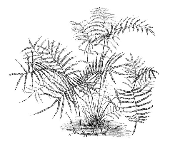 植物学植物仿古雕刻插图:雷琴图片下载