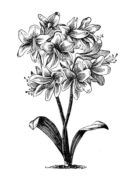 植物学植物仿古雕刻插图:格里菲尼亚·布鲁曼尼亚、艾伊西亚·布鲁曼尼亚图片下载