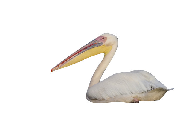 白鹈鹕，鹈鹕图片下载