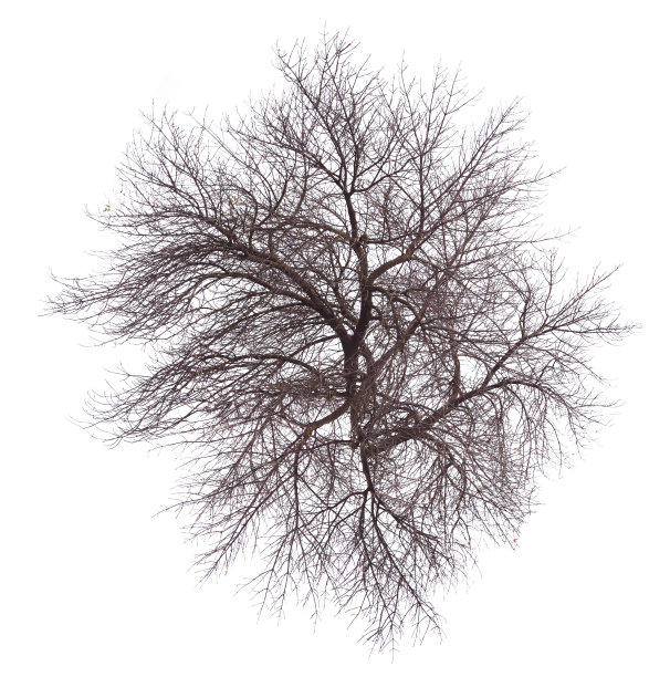 抽象的树图片下载