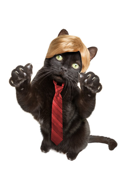 黑猫戴着金色假发，打着红领带，竖起大拇指图片下载