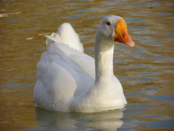 考萨德图片下载