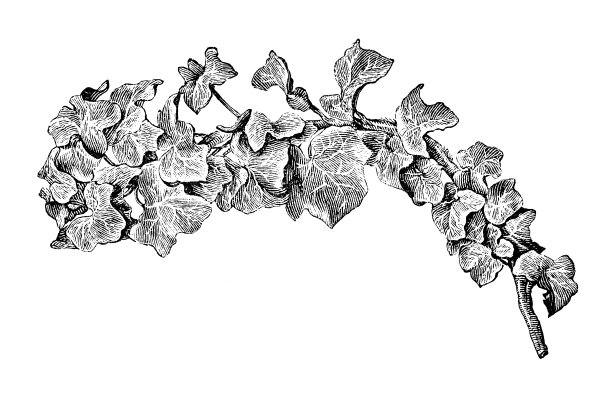 植物学植物仿古雕刻插图:双螺旋海德拉图片下载