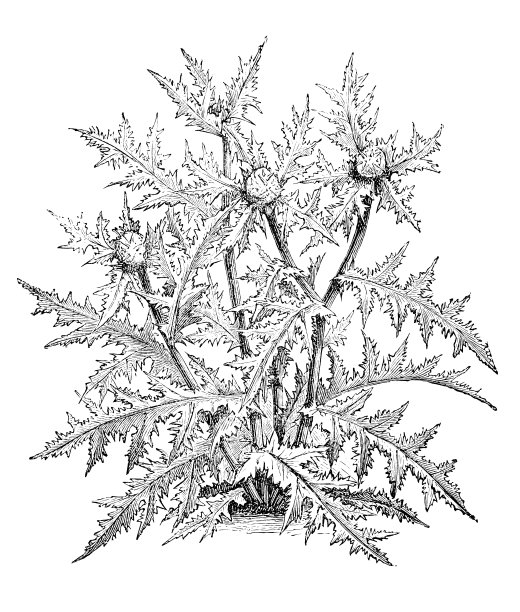 植物学植物仿古版画插图图片下载