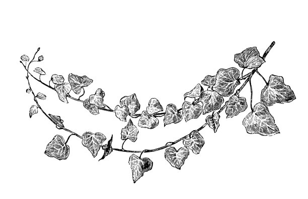 植物学植物仿古雕刻插图:海葵图片下载