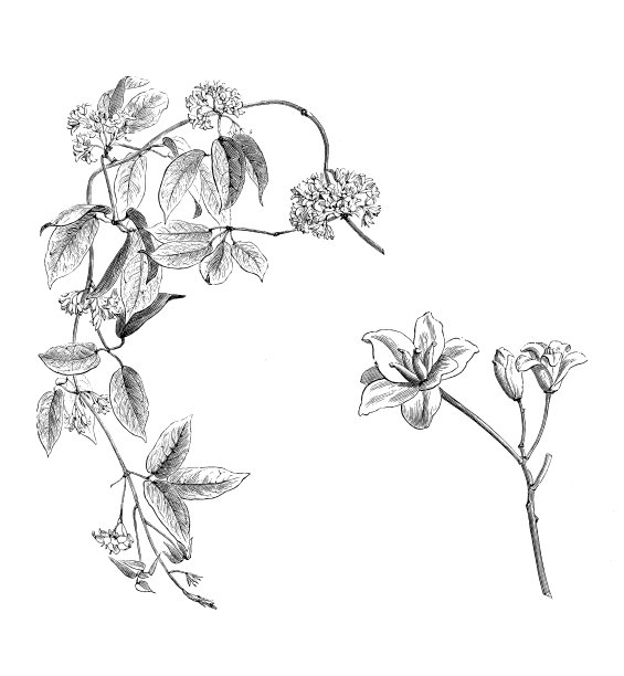 植物学植物古版画插图:阔叶榄图片下载