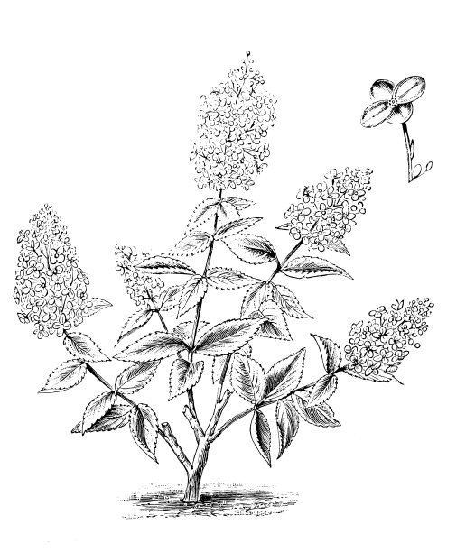 植物学植物仿古雕刻插图:绣球花图片下载