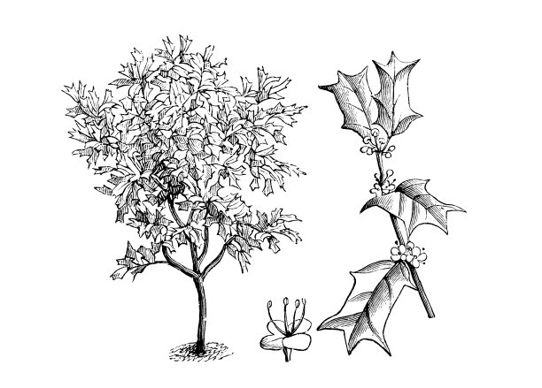 植物学植物仿古雕刻插图:冬青、冬青、角冬青图片下载