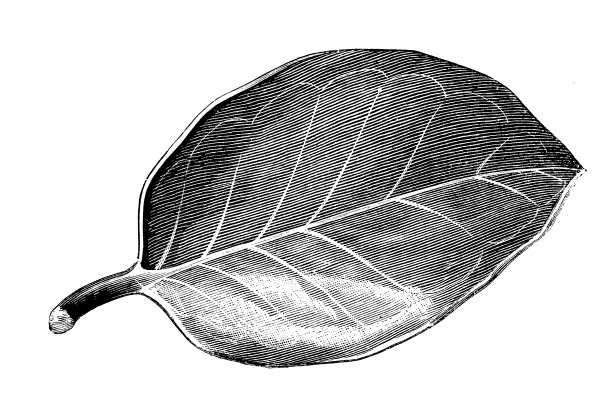 植物学植物古版画插图:冬青、冬青图片下载