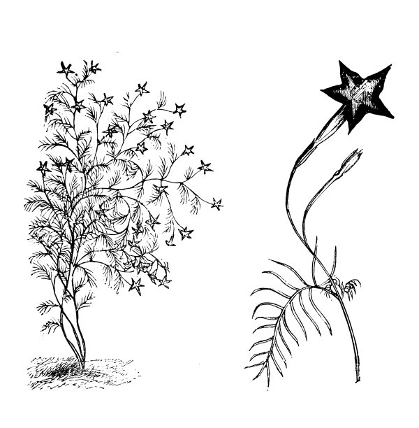 植物学植物仿古雕刻插图:番石榴、柏藤、柏藤牵牛花、红雀藤、红雀藤、星形花、蜂鸟藤图片下载