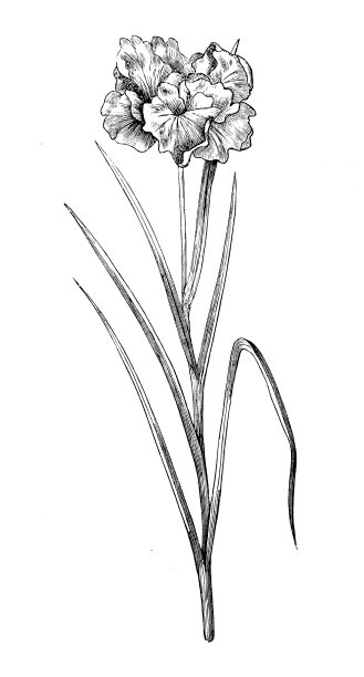 植物学植物仿古雕刻插图:鸢尾、日本鸢尾、兔耳鸢尾图片下载