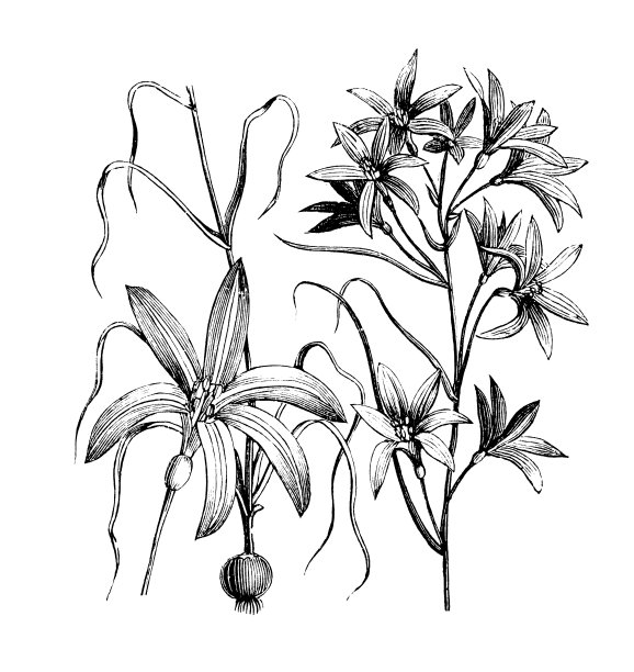 植物学植物仿古雕刻插图:石犀草图片下载