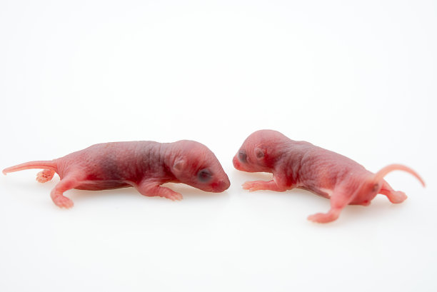 从新生小鼠中分离图片下载