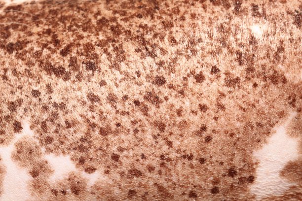 未经编辑的图片晒黑了10岁的金发中国冠毛狗图片下载