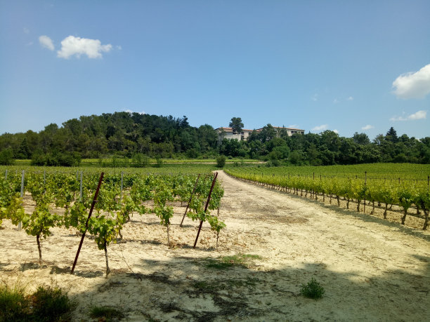 葡萄园图片下载