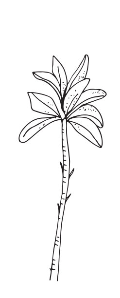 手绘无缝模式与棕榈树，孤立在白色背景图片下载