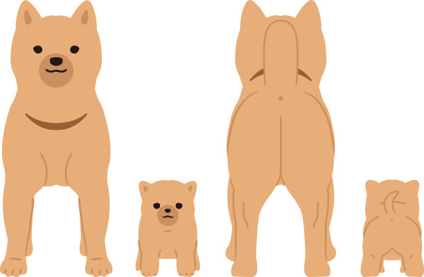 父母狗和小狗。后面和前面。图片下载