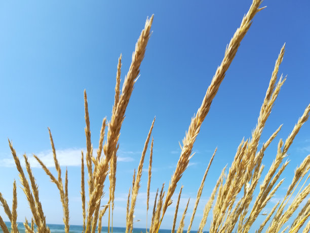 维拉诺图片下载