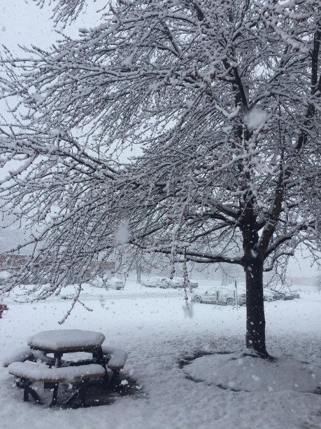 雪树和桌子图片下载