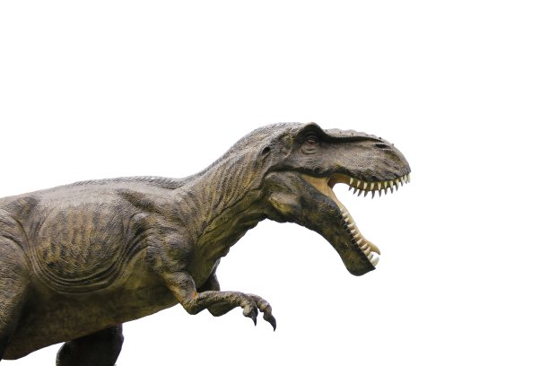 恐龙雷克斯暴龙孤立在白色背景。图片下载