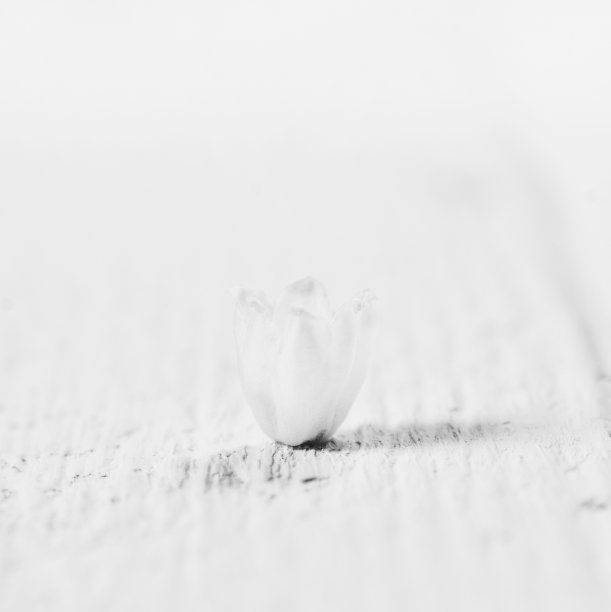 微距照片的一个小花蕾百合山谷在一个白色的木桌与复制空间图片下载