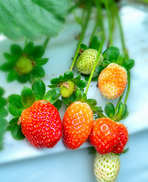 花园里的架子上放着成熟的红草莓图片下载