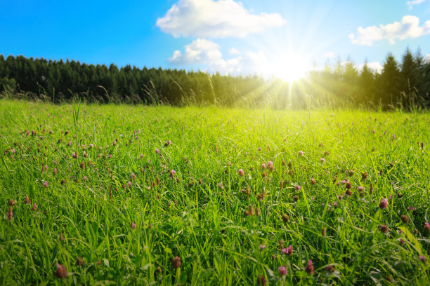 三叶草花了田野和阳光图片下载