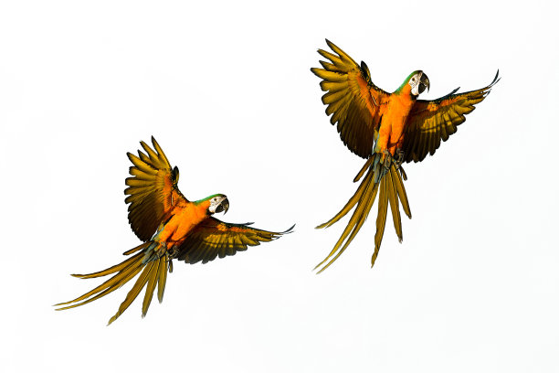 鸟在白色的天空中飞翔。图片下载