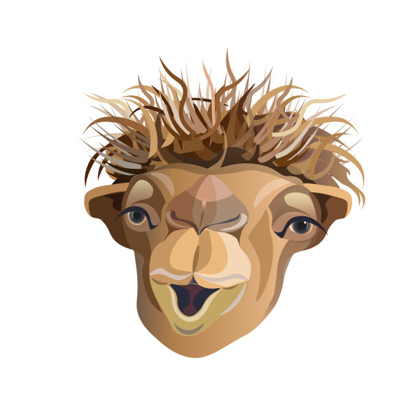 骆驼的头特写素材图片