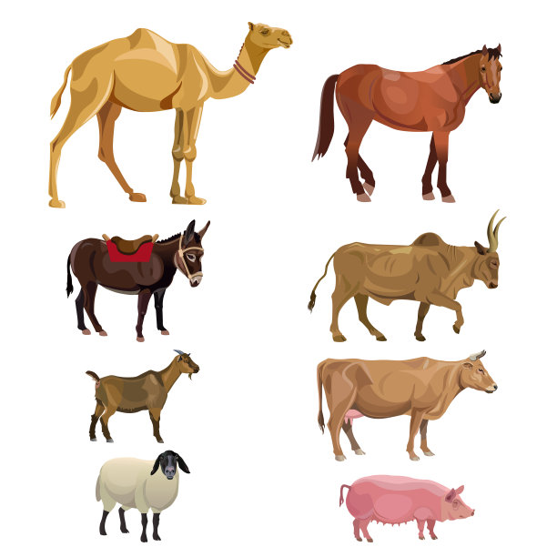 一组农场动物图片下载