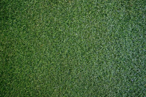 清新绿草草坪纹理自然背景图片下载