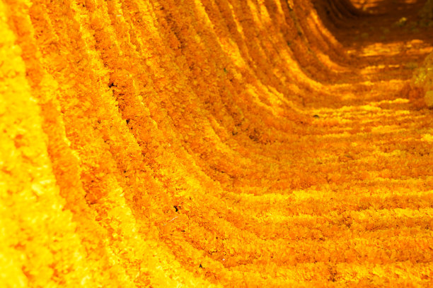 在泰国花卉市场，用万寿菊装饰花卉方向盘和流动装置，用于拍摄照片或作为背景。图片下载